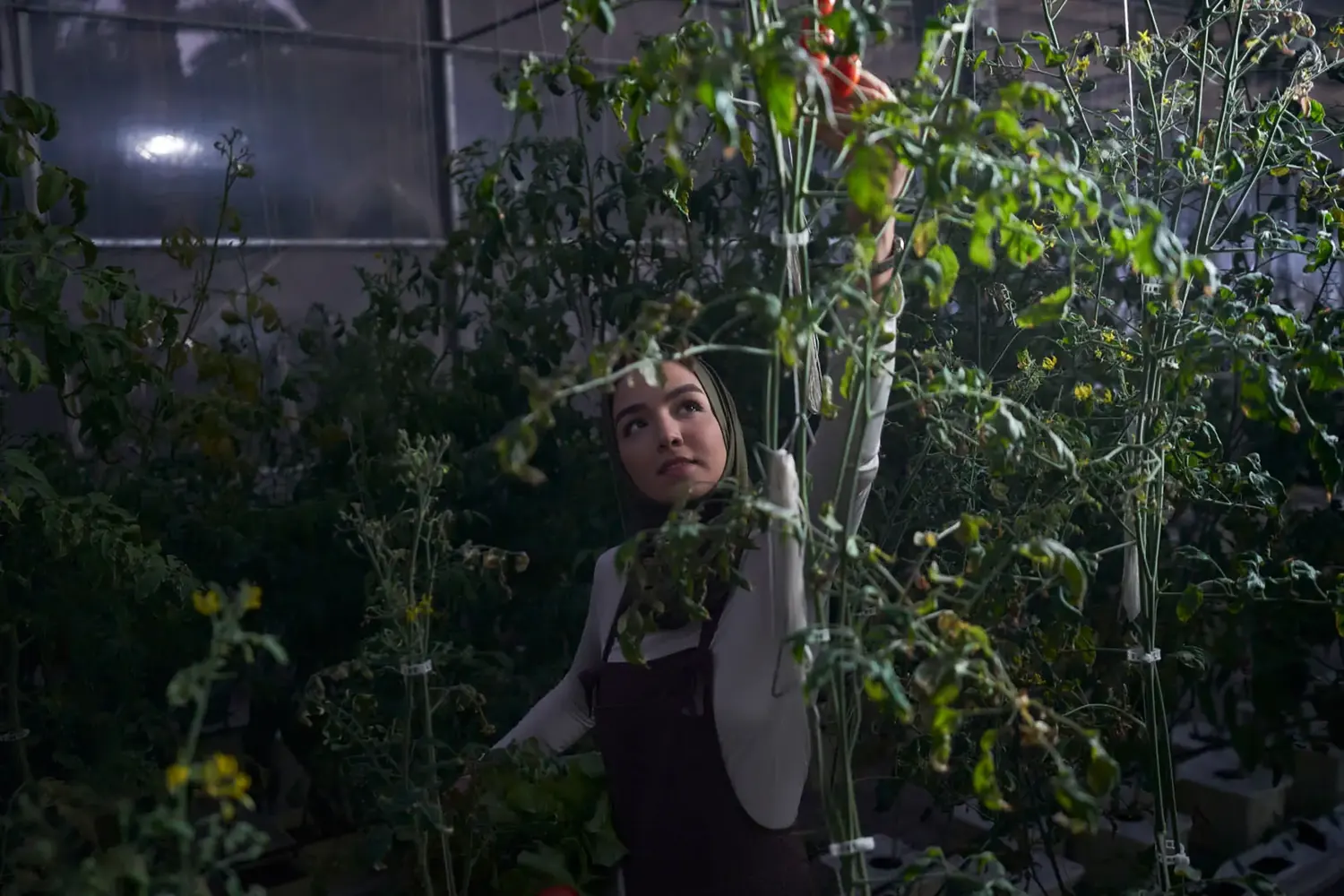 A resident harvesting produce inside a planted indoor growing space at Yiti